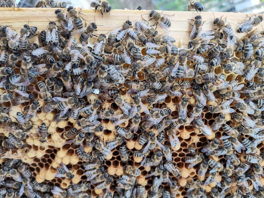 Fewo Am Bienenstock in Dallgow-Döberitz Exterior foto