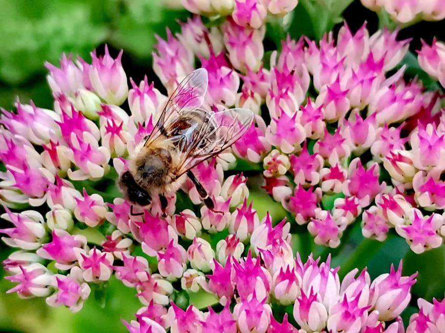 Fewo Am Bienenstock in Dallgow-Döberitz Exterior foto